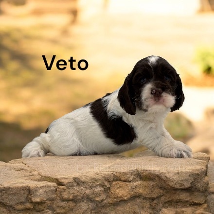 puppy, for, sale, Cocker Spaniel, Joe & Cherri  Overlease, dog, breeder, Miller, MO, dog-breeder, puppy-for-sale, forsale, nearby, find, puppyfind, locator, puppylocator, aca